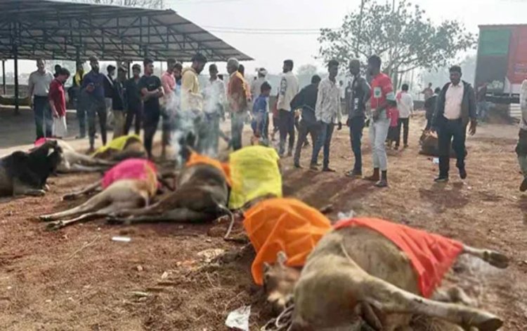 ब्रेकिंग न्यूज़ - दुर्ग बार्डर पर 80 मवेशियों से भरी ट्रक को ग्रामीणों ने पकड़ा, 10 की हो चुकी थी मौत