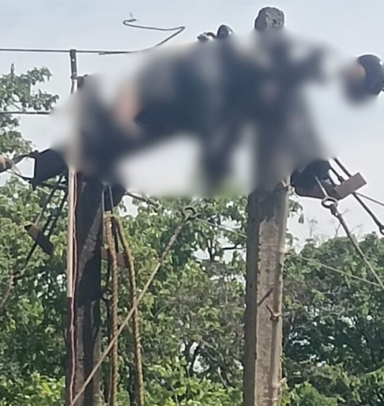 CG - बिजली विभाग की बड़ी लापरवाही, सुधार कार्य के दौरान सप्लाई चालू करने से लाइनमैन की मौत