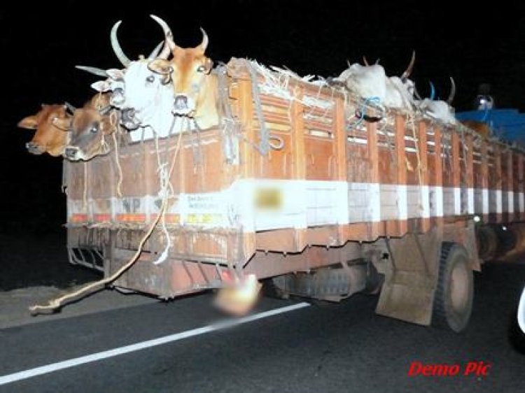 छत्तीसगढ़ में गौ तस्करी पर अब होगी सख्त कार्रवाई, नहीं चलेगी पुलिस की सेटिंग, जानिए क्या है नए सर्कुलर में…