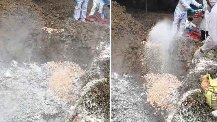 ब्रेकिंग : छत्तीसगढ़ के इस जिले में मिला बर्ड फ्लू का केस, नष्ट की गई हजारों मुर्गी-अंडे, शहर में लगा प्रतिबंध, कलेक्टर बुलाई इमरजेंसी मीटिंग…