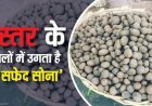 बस्तर के जंगलों में शुरू हुई बोड़ा की आवक, ₹5 हजार किलो तक पहुंची कीमत मानसून की पहली बारिश के साथ बाजारों में बढ़ी मांग