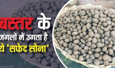 बस्तर के जंगलों में शुरू हुई बोड़ा की आवक, ₹5 हजार किलो तक पहुंची कीमत मानसून की पहली बारिश के साथ बाजारों में बढ़ी मांग